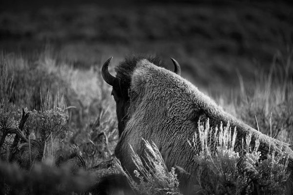 Wyoming-Yellowstone National Park Bison resting at sunset